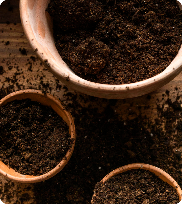 dung